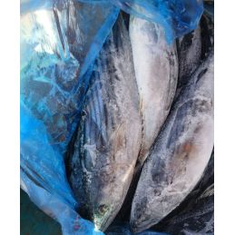 Carton de poisson thon...