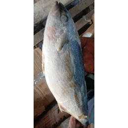 Carton de poisson saumon...