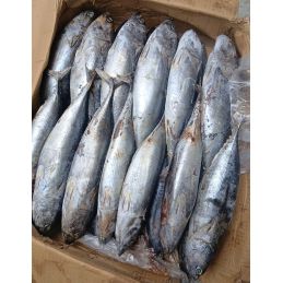 Carton de poisson Thon...