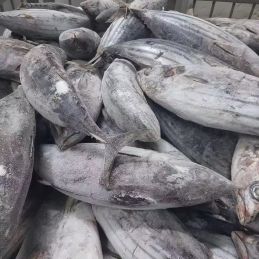 Carton de poisson Thon...