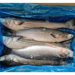 Carton de poisson Mulet (20kg)