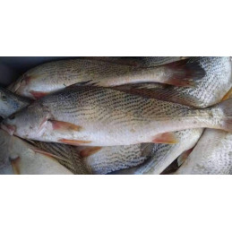 Carton de poisson sosso...