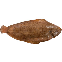 Carton de poisson sole 20kg...