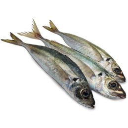 Carton de poisson Chinchard...