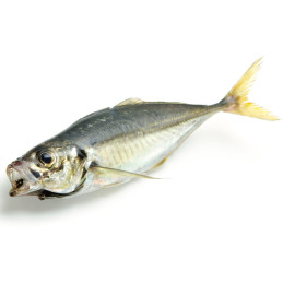 Carton de poisson chinchard...