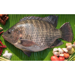 Carton de poisson tilapia...