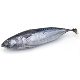Carton de poisson thon 10kg...