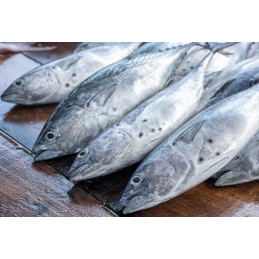 Carton de poisson thon 10kg...