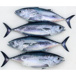 Carton de poisson thon 10kg...